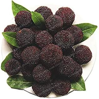 Heirloom Arbutus Fruit Seeds for Planting - Dark Brown Color Variety, Non-GMO Seeds for Home Garden